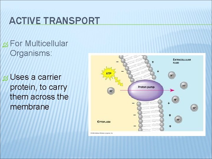 ACTIVE TRANSPORT For Multicellular Organisms: Uses a carrier protein, to carry them across the