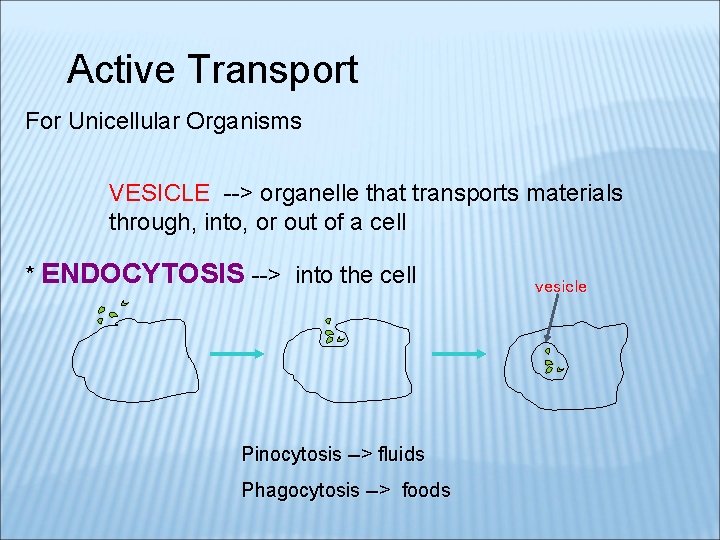 Active Transport For Unicellular Organisms VESICLE --> organelle that transports materials through, into, or