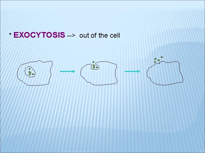 * EXOCYTOSIS --> out of the cell 