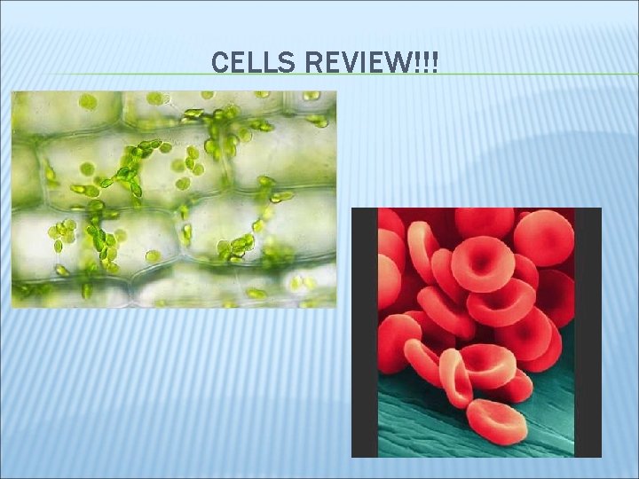 CELLS REVIEW!!! 