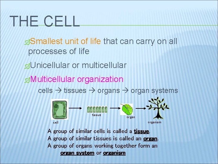 THE CELL Smallest unit of life that can carry on all processes of life