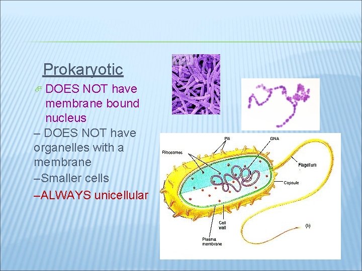 Prokaryotic DOES NOT have membrane bound nucleus – DOES NOT have organelles with a