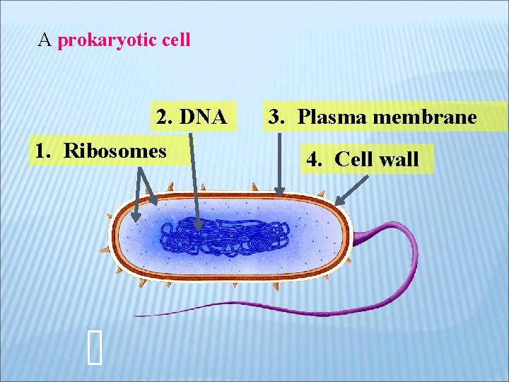 A prokaryotic cell 2. DNA 1. Ribosomes 3. Plasma membrane 4. Cell wall 