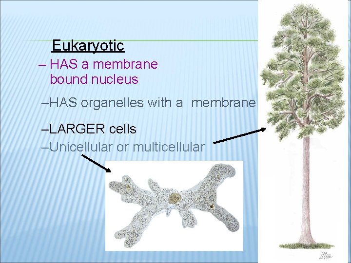 Eukaryotic – HAS a membrane bound nucleus –HAS organelles with a membrane –LARGER cells