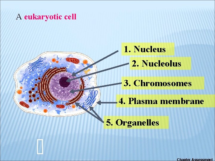A eukaryotic cell 1. Nucleus 2. Nucleolus 3. Chromosomes 4. Plasma membrane 5. Organelles