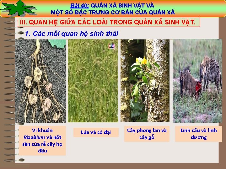 Bài 40: QUẦN XÃ SINH VẬT VÀ MỘT SỐ ĐẶC TRƯNG CƠ BẢN CỦA