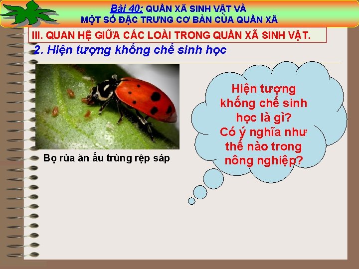 Bài 40: QUẦN XÃ SINH VẬT VÀ Bài 40: XÃ SINH VẬT VÀ MỘT