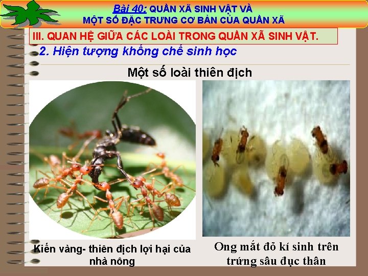 Bài 40: QUẦN XÃ SINH VẬT VÀ MỘT SỐ ĐẶC TRƯNG CƠ BẢN CỦA