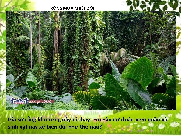  RỪNG MƯA NHIỆT ĐỚI Giả sử rằng khu rừng này bị cháy. Em