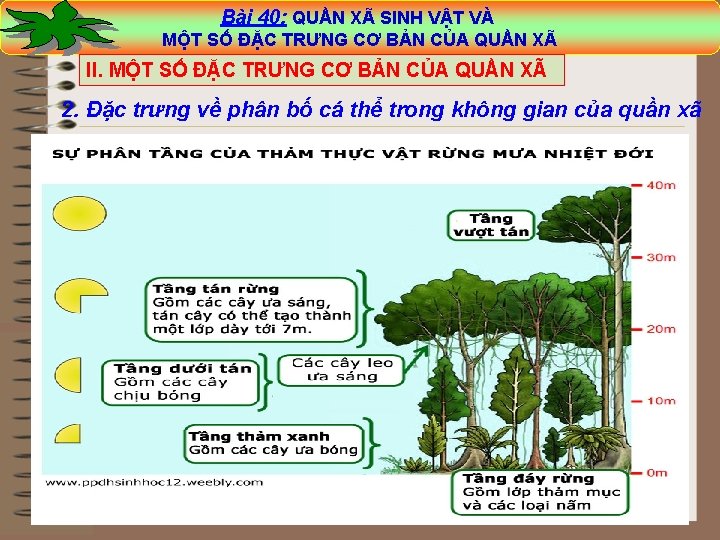 Bài 40: QUẦN XÃ SINH VẬT VÀ Bài 40: XÃ SINH VẬT VÀ MỘT