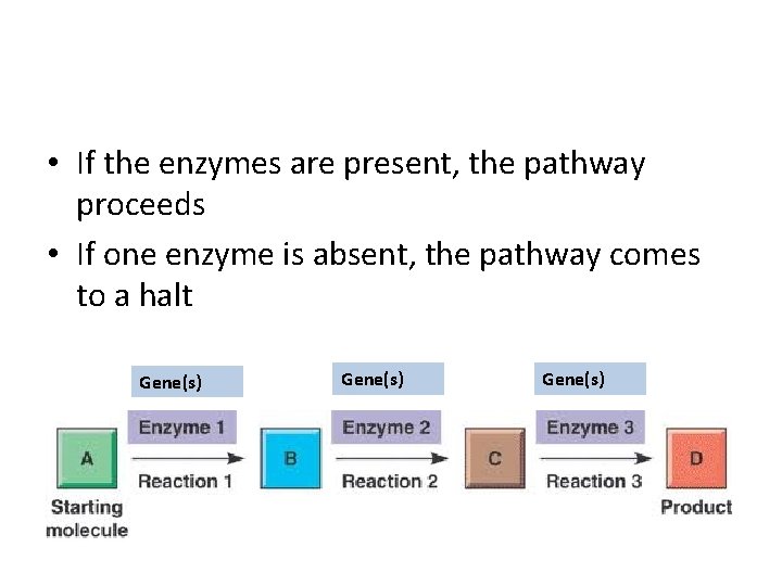  • If the enzymes are present, the pathway proceeds • If one enzyme