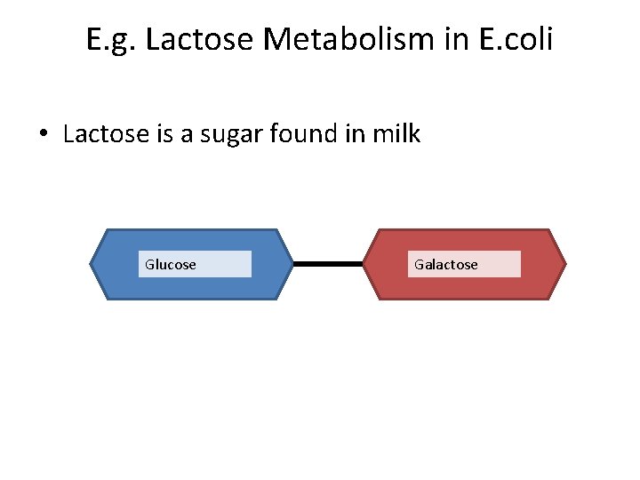 E. g. Lactose Metabolism in E. coli • Lactose is a sugar found in