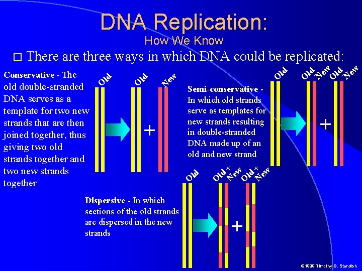 DNA Replication: How We Know � There are three ways in which DNA could