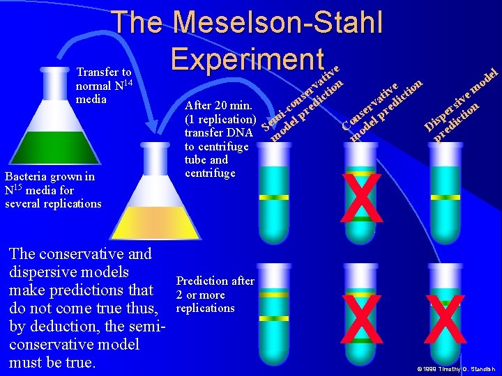 The Meselson-Stahl Experimenttive Transfer to normal media N 14 Bacteria grown in N 15