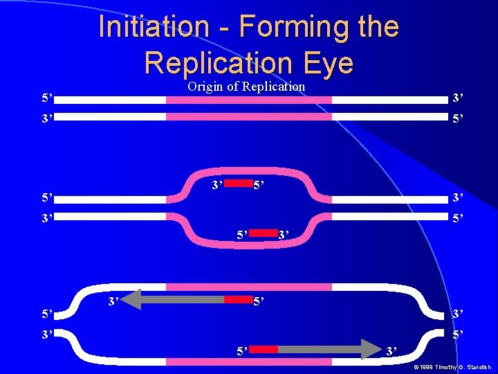 Initiation - Forming the Replication Eye Origin of Replication 5’ 3’ 3’ 5’ 5’