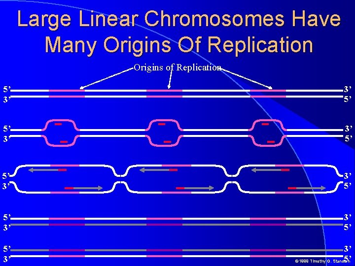 Large Linear Chromosomes Have Many Origins Of Replication Origins of Replication 5’ 3’ 3’