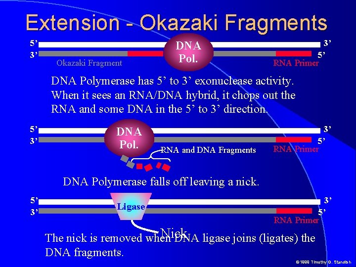 Extension - Okazaki Fragments 5’ 3’ Okazaki Fragment DNA Pol. 3’ 5’ RNA Primer