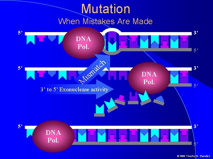 Mutation When Mistakes Are Made 5’ 3’ DNA Pol. 5’ ism M 5’ h