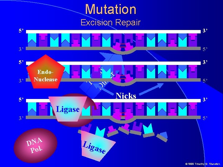 Mutation Excision Repair 3’ 3’ 5’ 5’ 3’ 3’ Th Di imi m ne