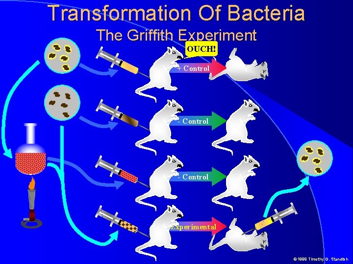 Transformation Of Bacteria The Griffith Experiment OUCH! + Control - Control Experimental © 1999