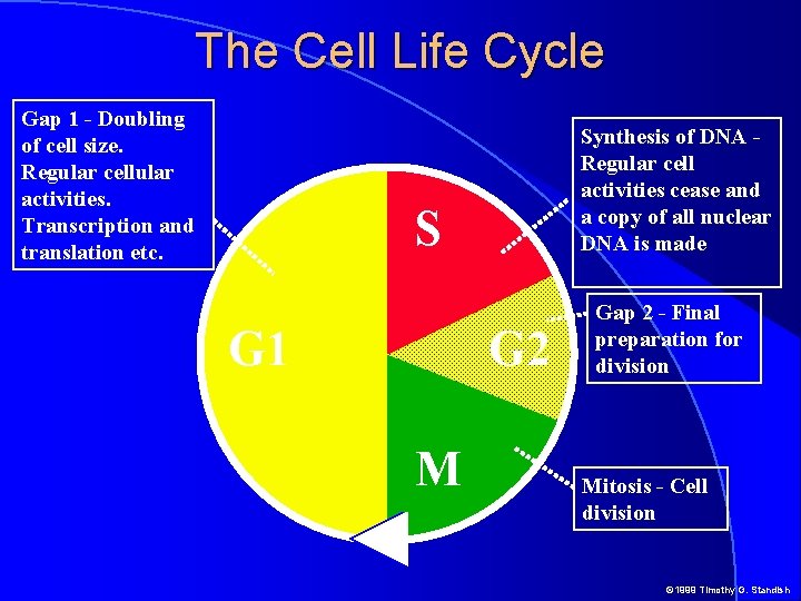 The Cell Life Cycle Gap 1 - Doubling of cell size. Regular cellular activities.