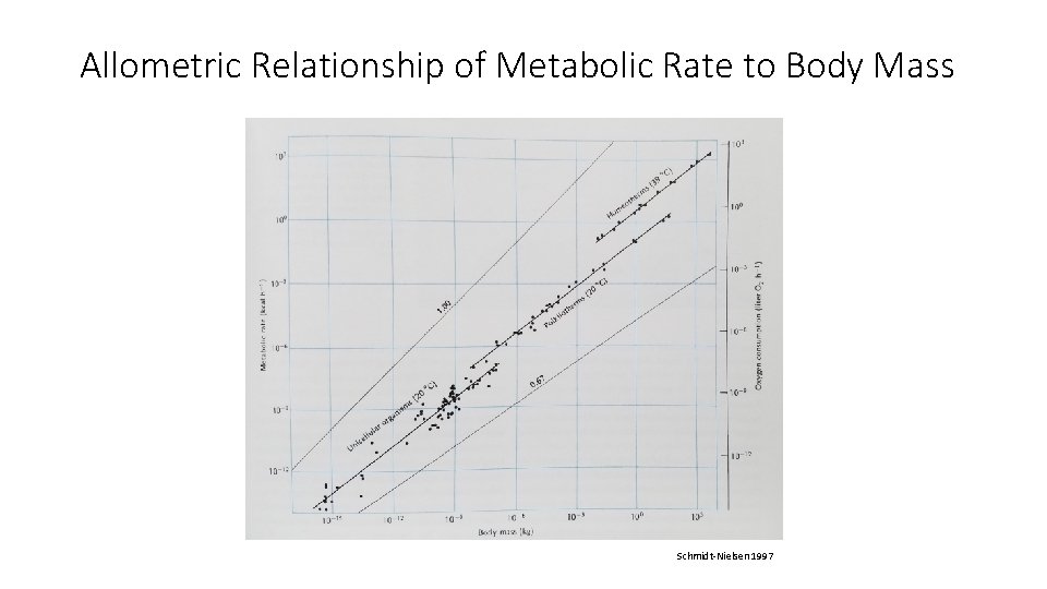 Allometric Relationship of Metabolic Rate to Body Mass Schmidt-Nielsen 1997 