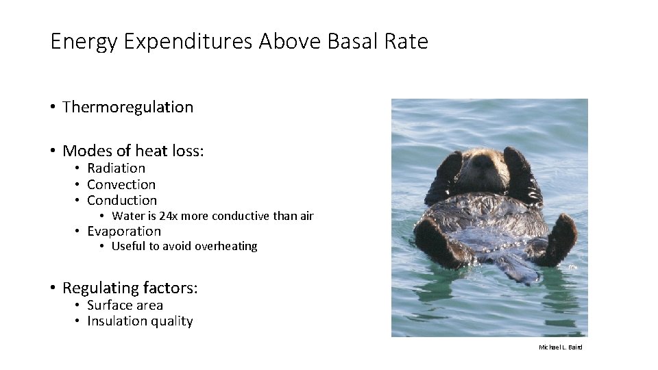 Energy Expenditures Above Basal Rate • Thermoregulation • Modes of heat loss: • Radiation