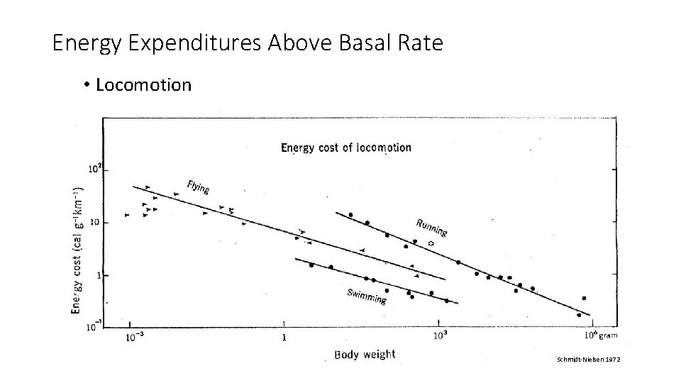 Energy Expenditures Above Basal Rate • Locomotion Schmidt-Nielsen 1972 