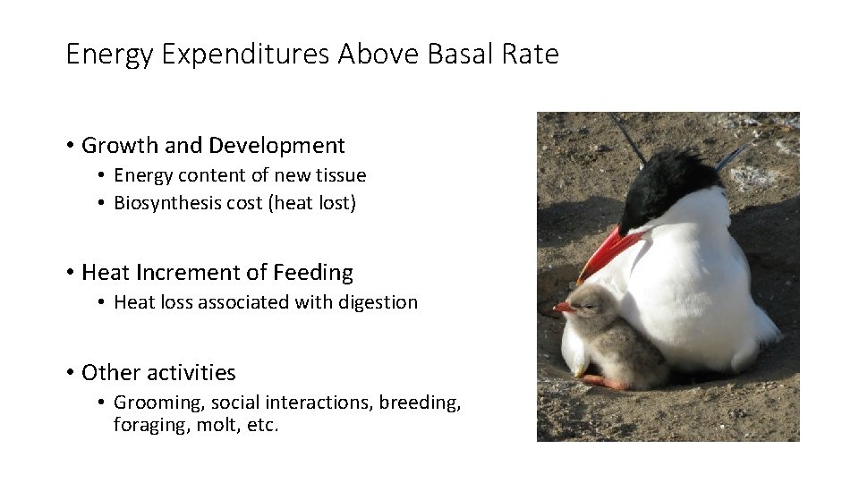 Energy Expenditures Above Basal Rate • Growth and Development • Energy content of new