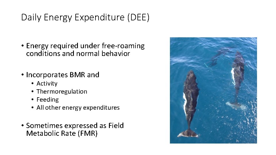 Daily Energy Expenditure (DEE) • Energy required under free-roaming conditions and normal behavior •