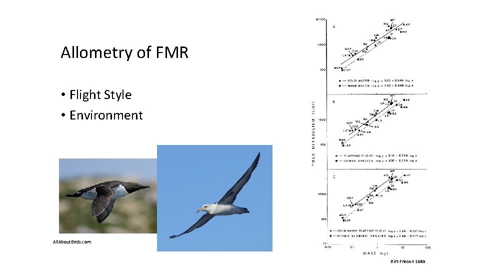 Allometry of FMR • Flight Style • Environment All. About. Birds. com Birt-Friesen 1989