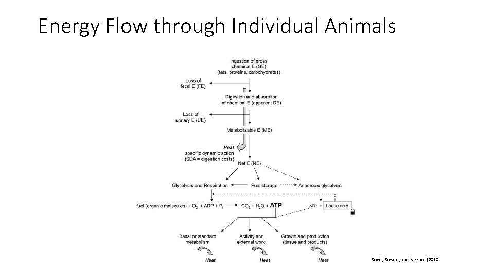 Energy Flow through Individual Animals Boyd, Bowen, and Iverson (2010) 