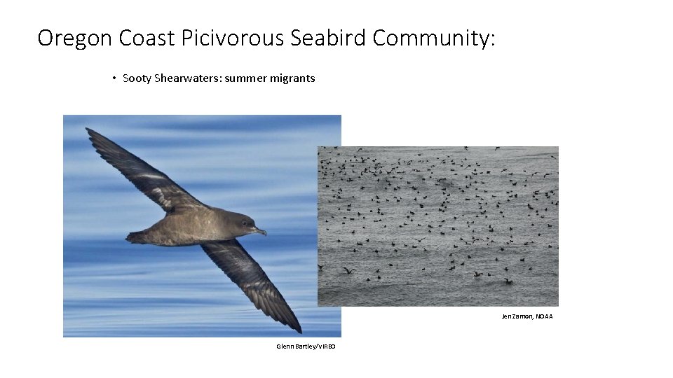 Oregon Coast Picivorous Seabird Community: • Sooty Shearwaters: summer migrants Jen Zamon, NOAA Glenn