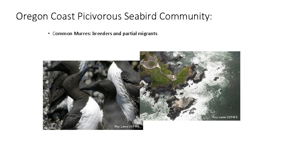 Oregon Coast Picivorous Seabird Community: • Common Murres: breeders and partial migrants Roy Lowe