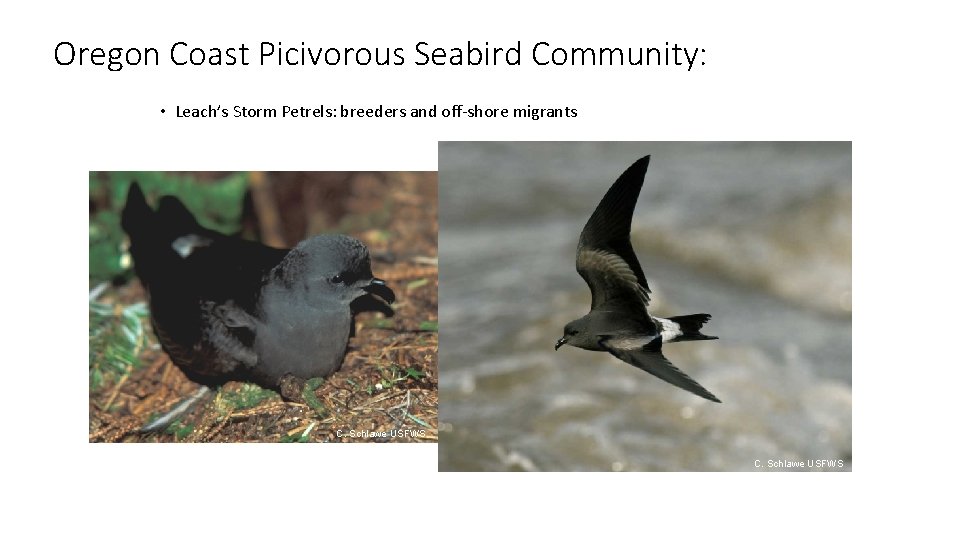 Oregon Coast Picivorous Seabird Community: • Leach’s Storm Petrels: breeders and off-shore migrants Roy