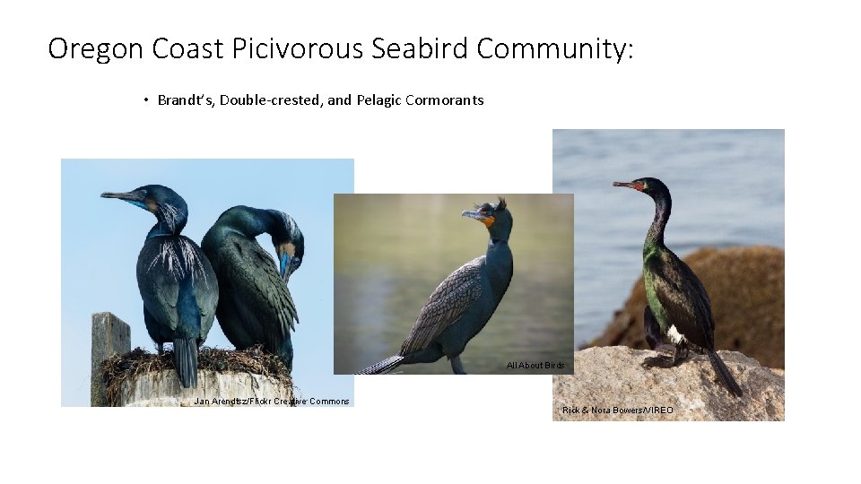 Oregon Coast Picivorous Seabird Community: • Brandt’s, Double-crested, and Pelagic Cormorants Roy Lowe USFWS