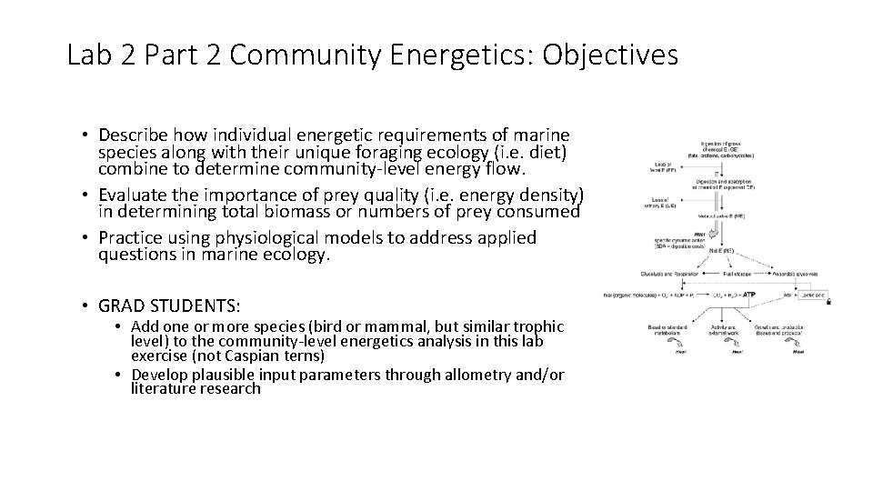 Lab 2 Part 2 Community Energetics: Objectives • Describe how individual energetic requirements of