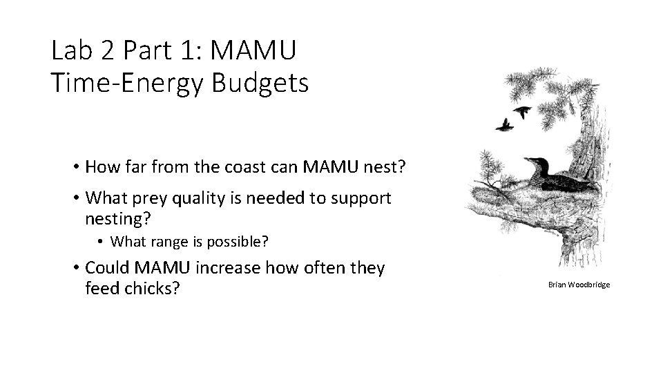 Lab 2 Part 1: MAMU Time-Energy Budgets • How far from the coast can