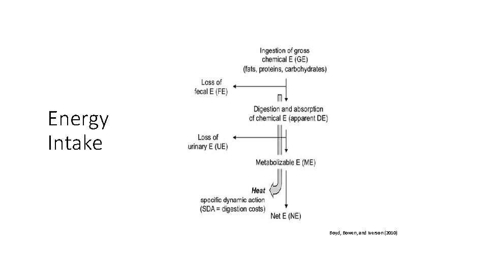 Energy Intake Boyd, Bowen, and Iverson (2010) 