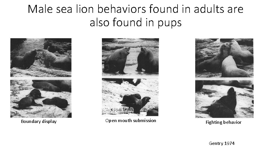 Male sea lion behaviors found in adults are also found in pups Boundary display