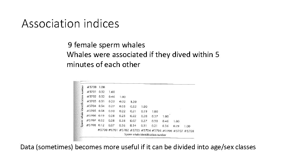 Association indices 9 female sperm whales Whales were associated if they dived within 5