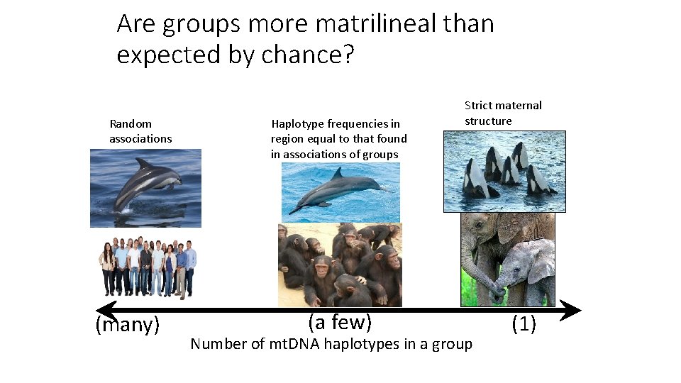 Are groups more matrilineal than expected by chance? Random associations (many) Haplotype frequencies in