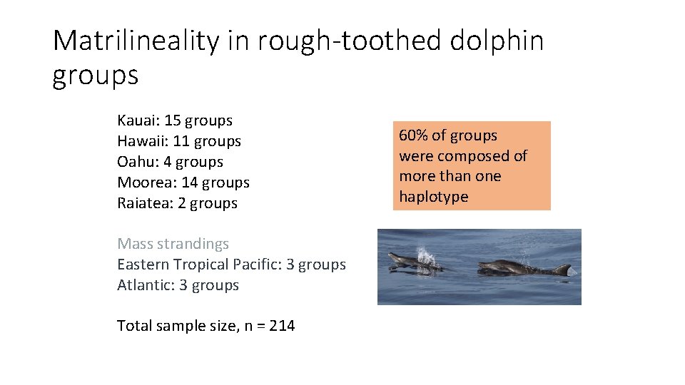 Matrilineality in rough-toothed dolphin groups Kauai: 15 groups Hawaii: 11 groups Oahu: 4 groups