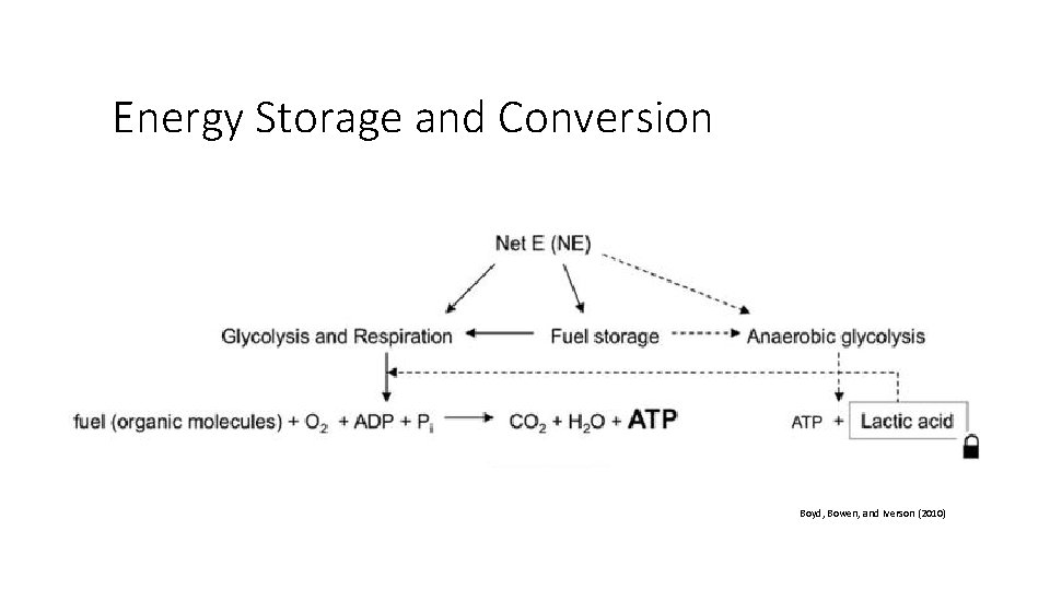 Energy Storage and Conversion Boyd, Bowen, and Iverson (2010) 