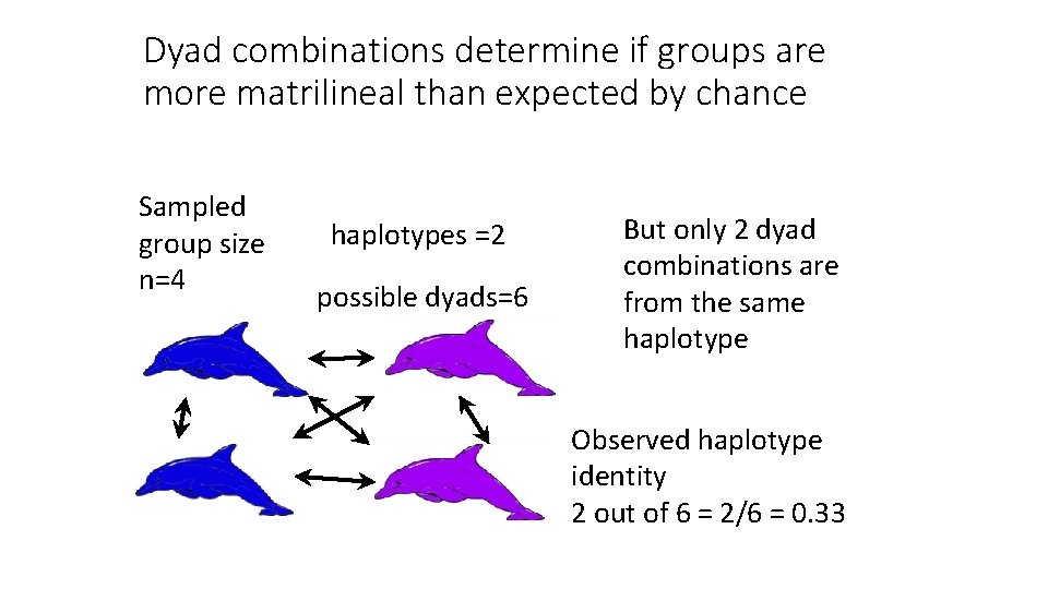 Dyad combinations determine if groups are more matrilineal than expected by chance Sampled group