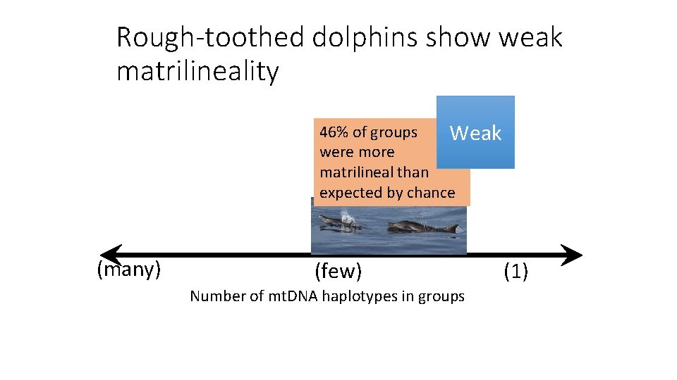 Rough-toothed dolphins show weak matrilineality 46% of groups Weak were more matrilineal than expected