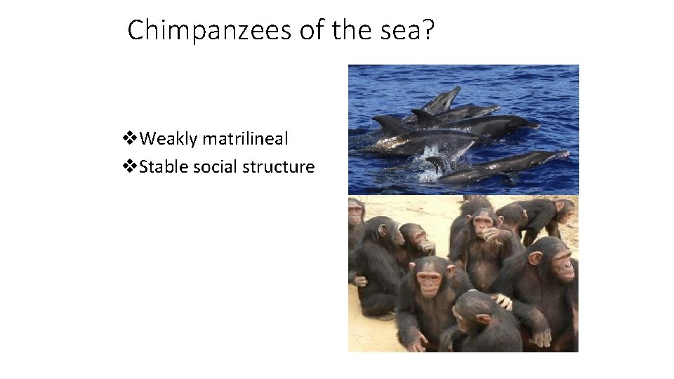 Chimpanzees of the sea? v. Weakly matrilineal v. Stable social structure 