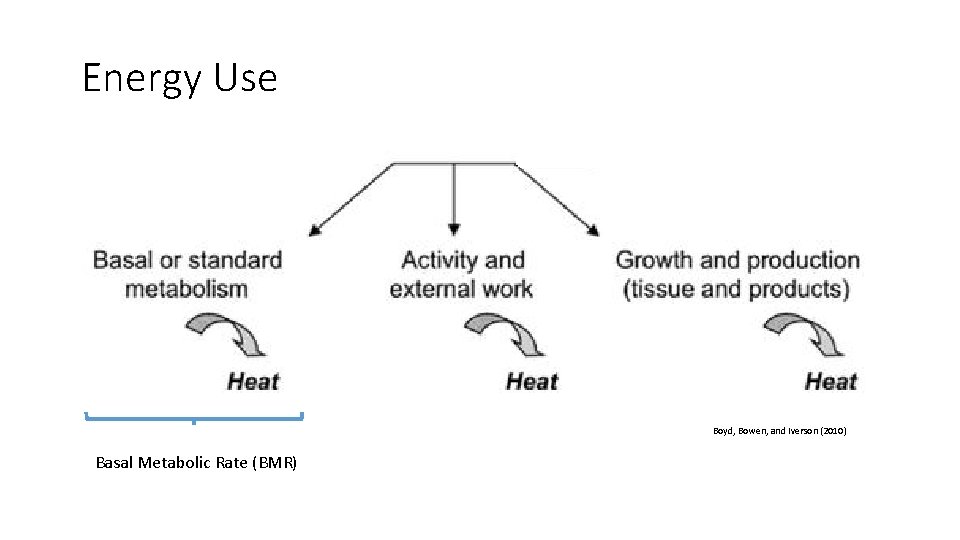 Energy Use Boyd, Bowen, and Iverson (2010) Basal Metabolic Rate (BMR) 