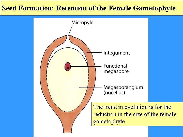 Seed Formation: Retention of the Female Gametophyte The trend in evolution is for the