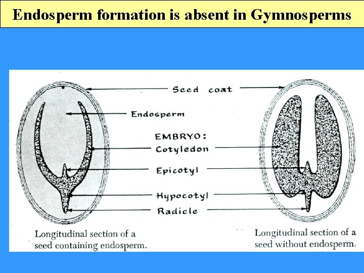 Endosperm formation is absent in Gymnosperms 
